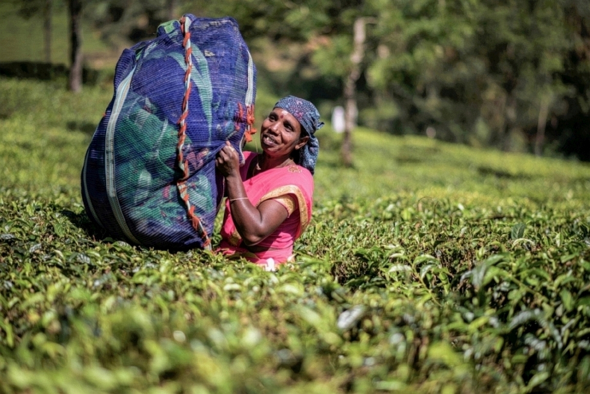 tea picking woman at munnar ii